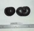 Click for 1 image(s) for this accession. FRUIT